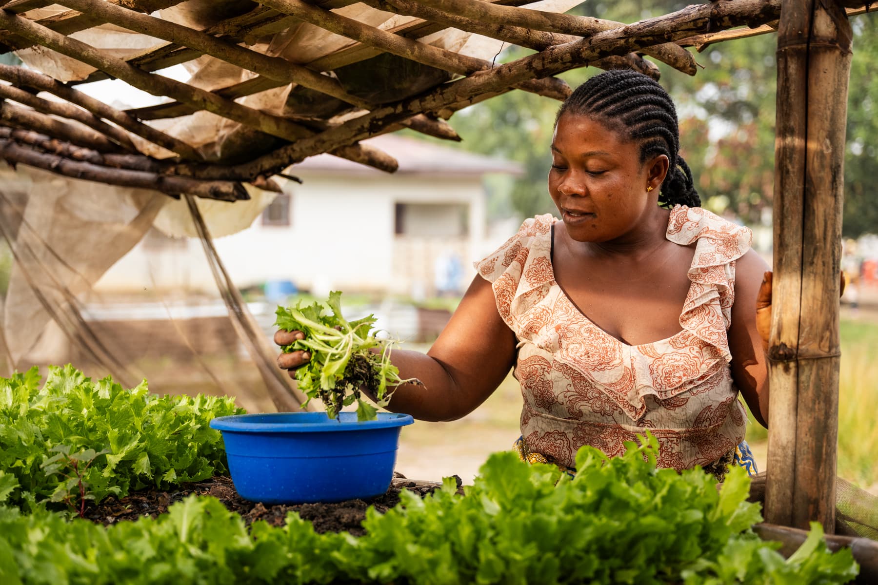 Tutu picking lettuce.