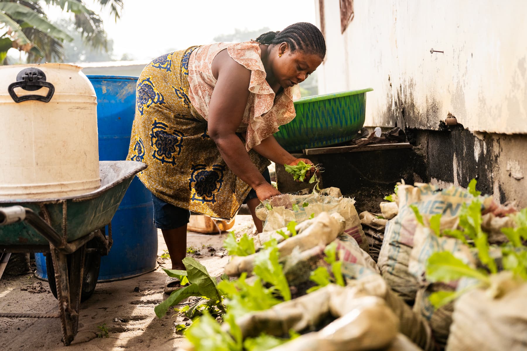 Tutu picking lettuce grown in bags.